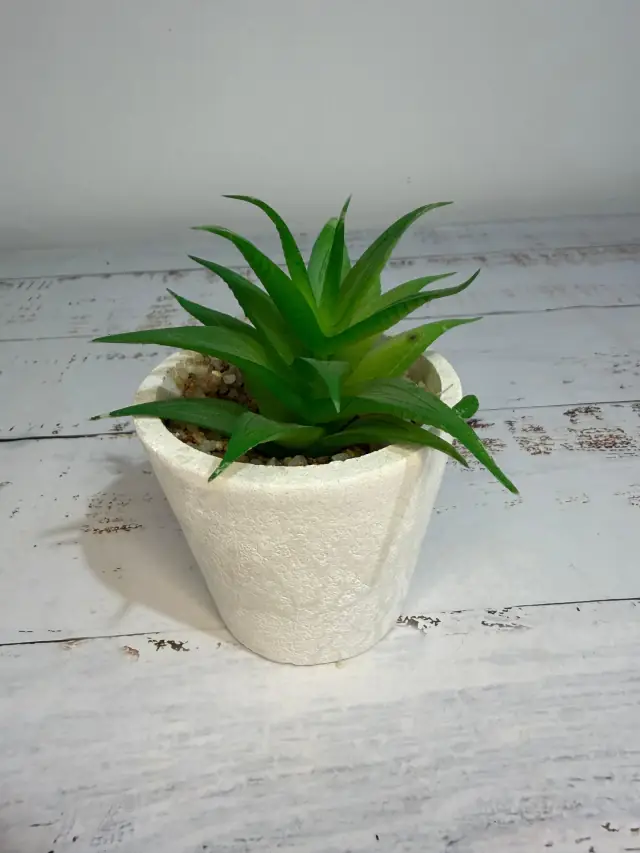 Planta Decorativa en Maceta